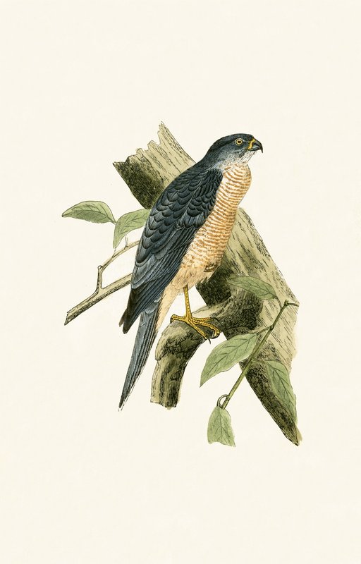 Accipiter Sphenurus ، توضيح من "تاريخ طيور أوروبا غير المرصودة في الجزر البريطانية" بقلم تشارلز روبرت بري (1811-1886) ، نشر عام 1867 بواسطة مدرسة اللغة الإنجليزية