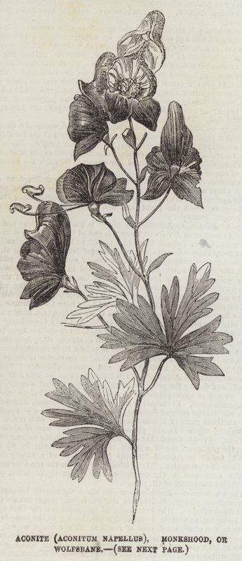 البيش (Aconitum Napellus) أو Monkshood أو Wolfsbane (النقش) بواسطة مدرسة اللغة الإنجليزية