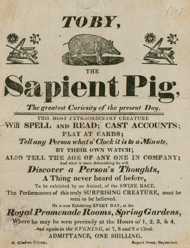 الاعلان عن توبي الخنزير Sapient ، أعظم فضول في الوقت الحاضر بواسطة مدرسة اللغة الإنجليزية