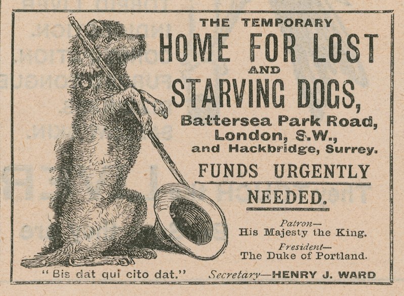 إعلان عن Battersea Dogs Home بواسطة مدرسة اللغة الإنجليزية
