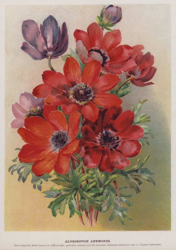 Aldborough Anemones بواسطة مدرسة اللغة الإنجليزية