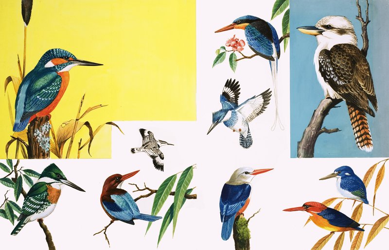 جميع أنواع Kingfishers بواسطة مدرسة اللغة الإنجليزية