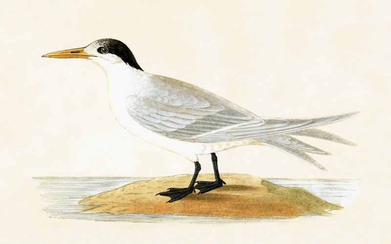 Allied Tern ، توضيح من "تاريخ طيور أوروبا غير المرصودة في الجزر البريطانية" بقلم تشارلز روبرت بري (1811-1886) ، نشر عام 1867 بواسطة مدرسة اللغة الإنجليزية