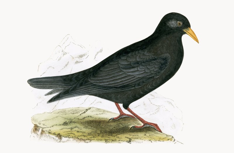 جبال الألب Chough ، توضيح من "تاريخ طيور أوروبا غير المرصودة في الجزر البريطانية" بقلم تشارلز روبرت بري (1811-1886) ، نشر عام 1867 بواسطة مدرسة اللغة الإنجليزية