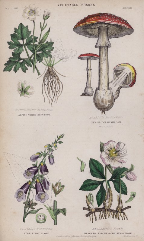 جبال الألب الأبيض كرو القدم ؛ يطير الفطر البني. قفاز الثعلب الأرجواني. Black Hellebore أو Christmas Rose (نقش ملون) بواسطة مدرسة اللغة الإنجليزية