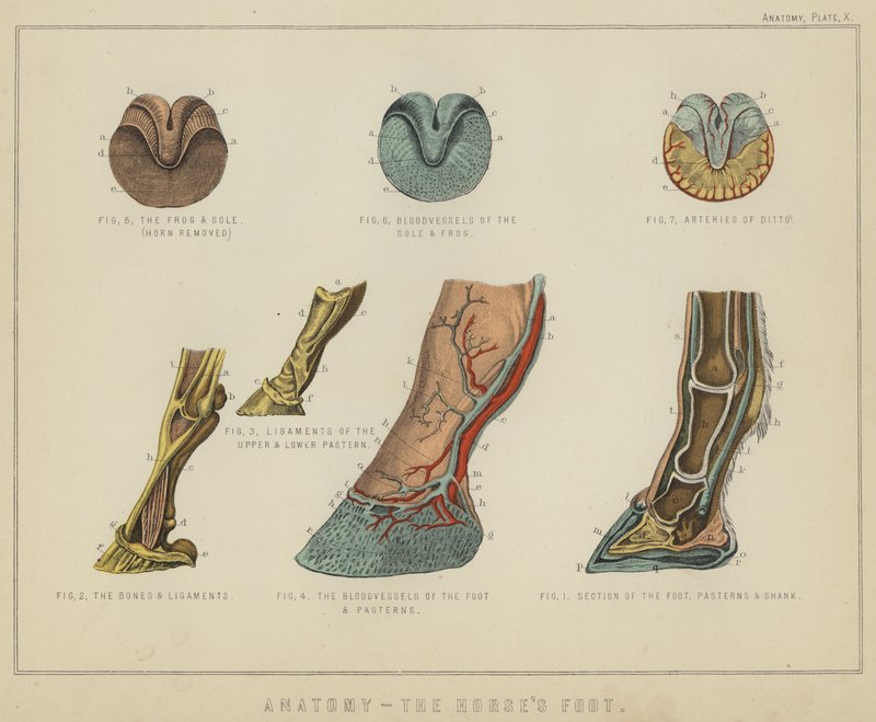 Anatomy, the horse