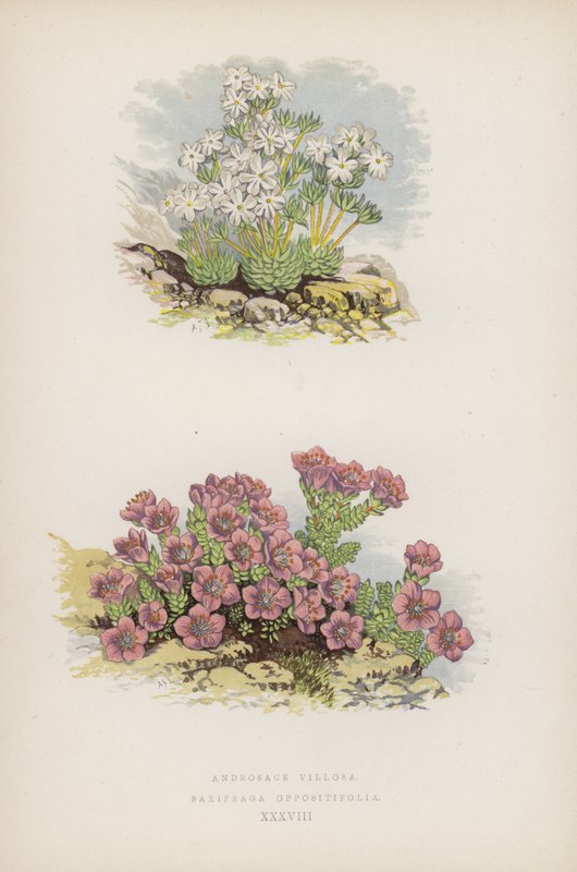 أندروساس فيلوسا Saxifraga Oppositefolia (لون ليثو) بواسطة مدرسة اللغة الإنجليزية