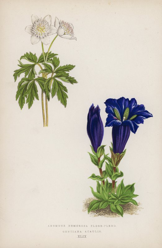 شقائق النعمان كاملة ؛ Geniiana Acaulis (لون ليثو) بواسطة مدرسة اللغة الإنجليزية