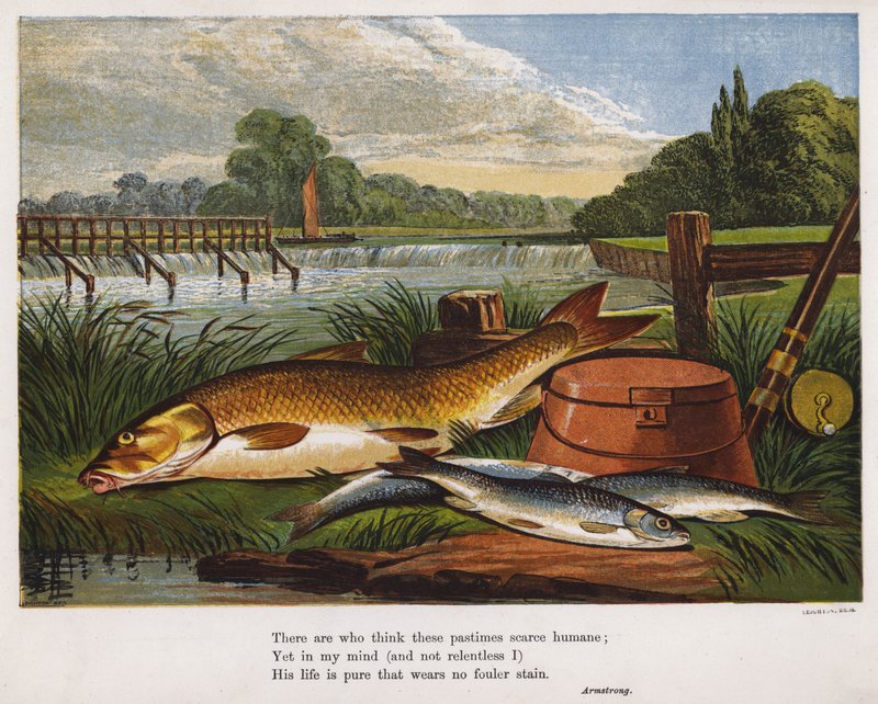 Angler