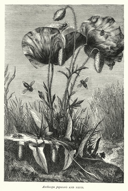 Anthocopa papaveris and Nests (engraving) بواسطة مدرسة اللغة الإنجليزية