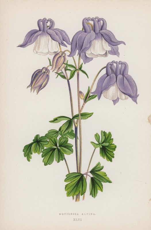 Aquilegia Alpina (colour litho) بواسطة مدرسة اللغة الإنجليزية