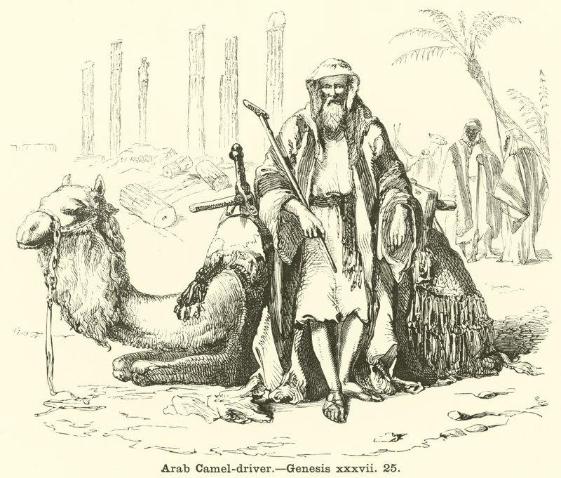 سائق الجمل العربي ، سفر التكوين ، السابع والثلاثون ، 25 بواسطة مدرسة اللغة الإنجليزية