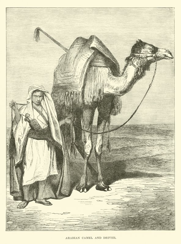 الجمل والسائق العربي بواسطة مدرسة اللغة الإنجليزية