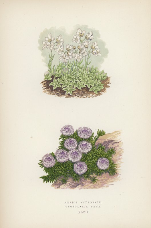 أرابيس أندروساس ؛ Globularia Nana (لون ليثو) بواسطة مدرسة اللغة الإنجليزية