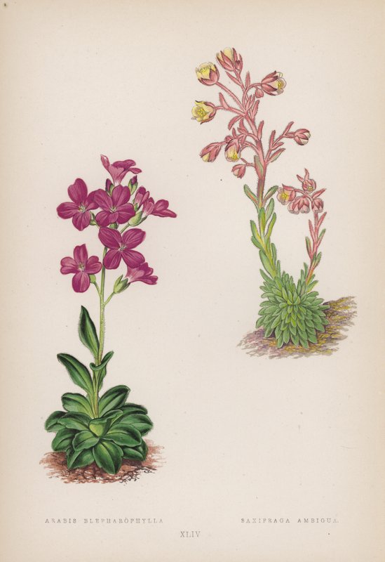 أرابيس بلفاروفيلا ؛ Saxifraga Ambigua (لون ليثو) بواسطة مدرسة اللغة الإنجليزية