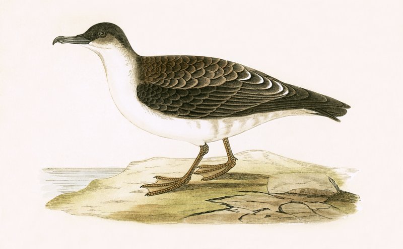 Shearwater في القطب الشمالي Cinereous Shearwater ، توضيح من "تاريخ طيور أوروبا غير المرصودة في الجزر البريطانية" بقلم تشارلز روبرت بري (1811-1886) ، نشر عام 1867 (لون ليثو) بواسطة مدرسة اللغة الإنجليزية