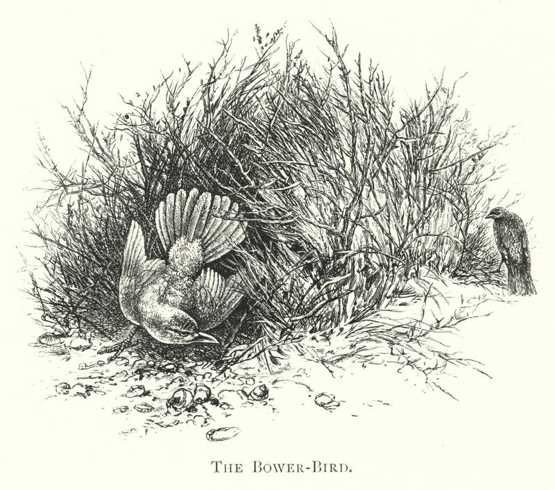 أستراليا: The Bower-Bird (نقش) بواسطة مدرسة اللغة الإنجليزية