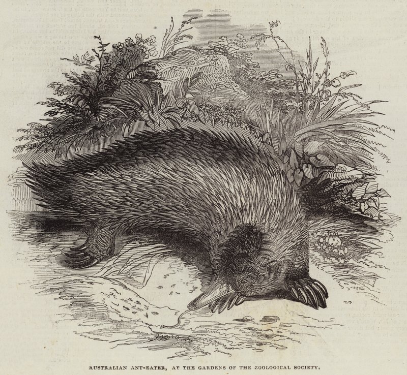 Australian Ant-Eater, at the Gardens of the Zoological Society (engraving) بواسطة مدرسة اللغة الإنجليزية