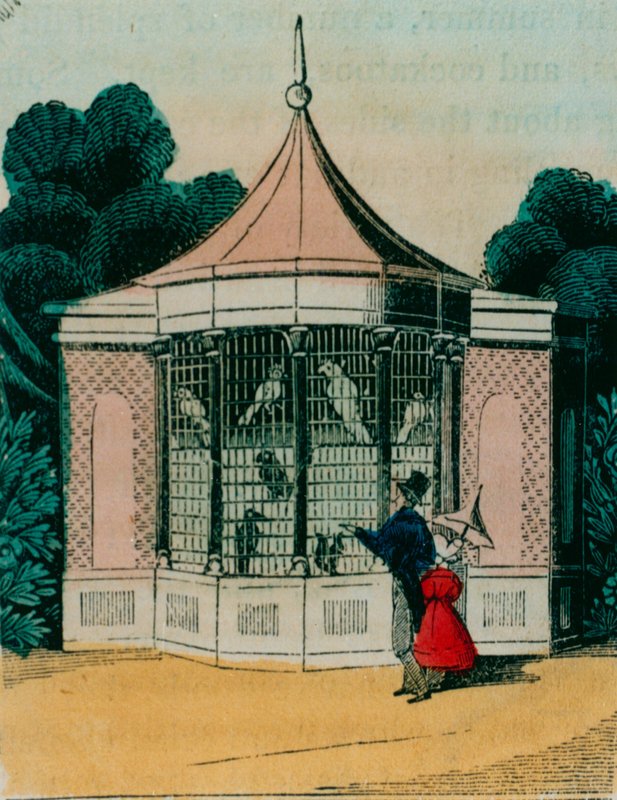 القفص للببغاوات والكوكتيلات في حديقة حيوان لندن. 1840s بواسطة مدرسة اللغة الإنجليزية
