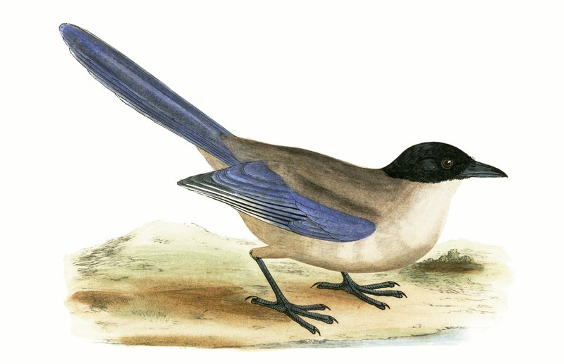 Azure Winged Magpie ، توضيح من "تاريخ طيور أوروبا غير المرصودة في الجزر البريطانية" بقلم تشارلز روبرت بري (1811-1886) ، نشر عام 1867 بواسطة مدرسة اللغة الإنجليزية