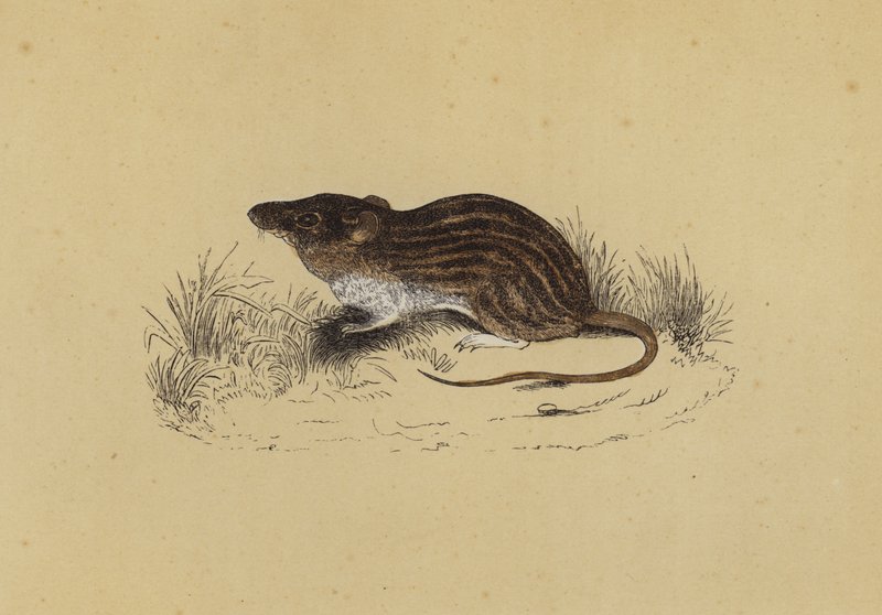 Barbary Mouse (colour litho) بواسطة مدرسة اللغة الإنجليزية