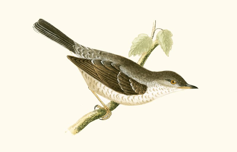 Barred Warbler ، توضيح من "تاريخ طيور أوروبا غير المرصودة في الجزر البريطانية" بقلم تشارلز روبرت بري (1811-1886) ، نشر عام 1867 بواسطة مدرسة اللغة الإنجليزية