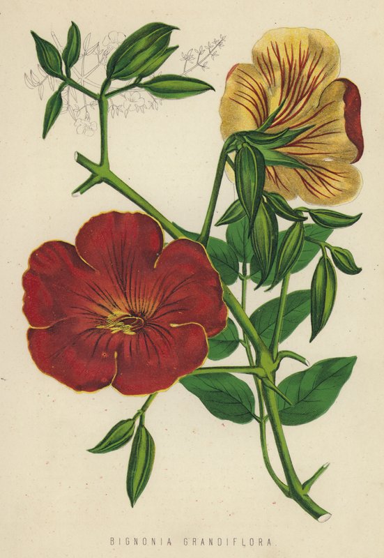 Bignonia Grandiflora (كروموليثو) بواسطة مدرسة اللغة الإنجليزية