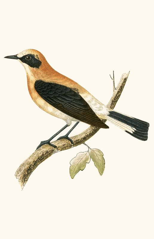 Wheatear ذو أذنين سوداء ، توضيح من "تاريخ طيور أوروبا غير المرصودة في الجزر البريطانية" بقلم تشارلز روبرت بري (1811-1886) ، نشر عام 1867 (لون ليثو) بواسطة مدرسة اللغة الإنجليزية