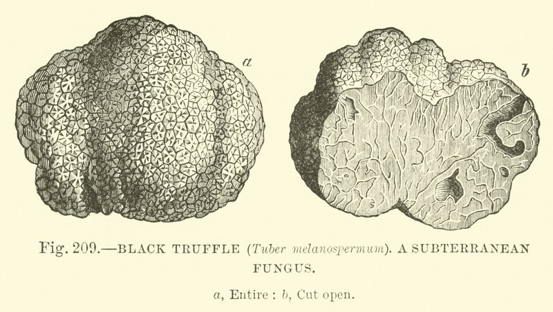 الكمأة السوداء (Tuber melanospermum) ؛ فطر جوفي بواسطة مدرسة اللغة الإنجليزية