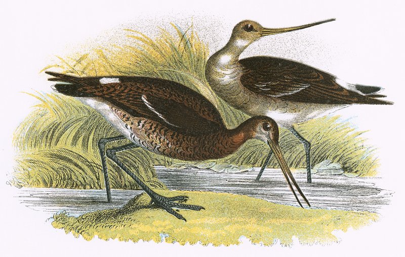 الأسود الذيل Godwit بواسطة مدرسة اللغة الإنجليزية