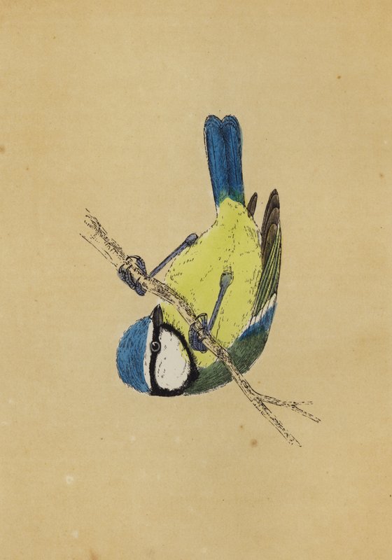 Blue Titmouse (colour litho) بواسطة مدرسة اللغة الإنجليزية