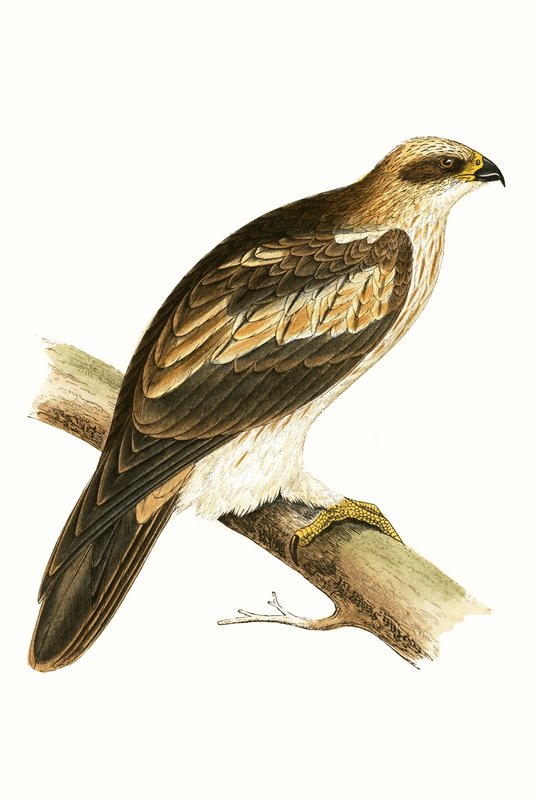 Booted Eagle ، توضيح من "تاريخ طيور أوروبا غير المرصودة في الجزر البريطانية" بقلم تشارلز روبرت بري (1811-1886) ، نشر عام 1867 بواسطة مدرسة اللغة الإنجليزية