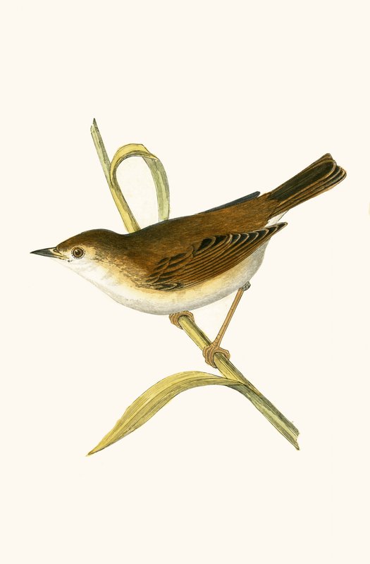 Boot Reed Warbler ، توضيح من "تاريخ طيور أوروبا غير المرصودة في الجزر البريطانية" بقلم تشارلز روبرت بري (1811-1886) ، نشر عام 1867 بواسطة مدرسة اللغة الإنجليزية