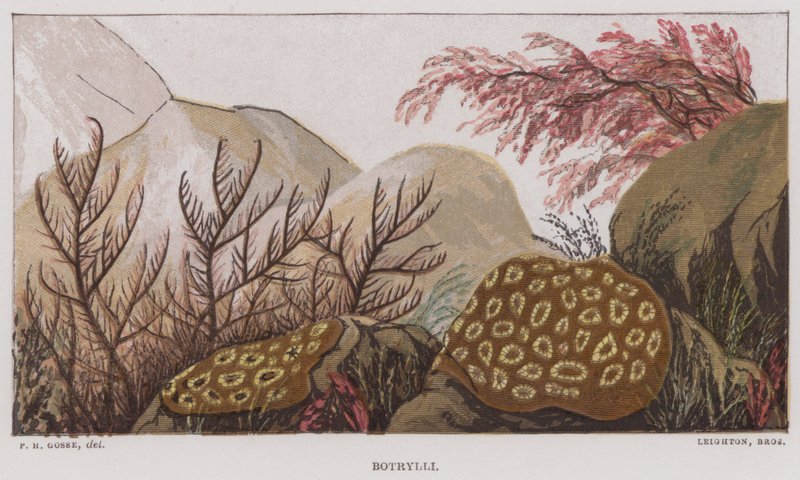 Botrylli (لون ليثو) بواسطة مدرسة اللغة الإنجليزية