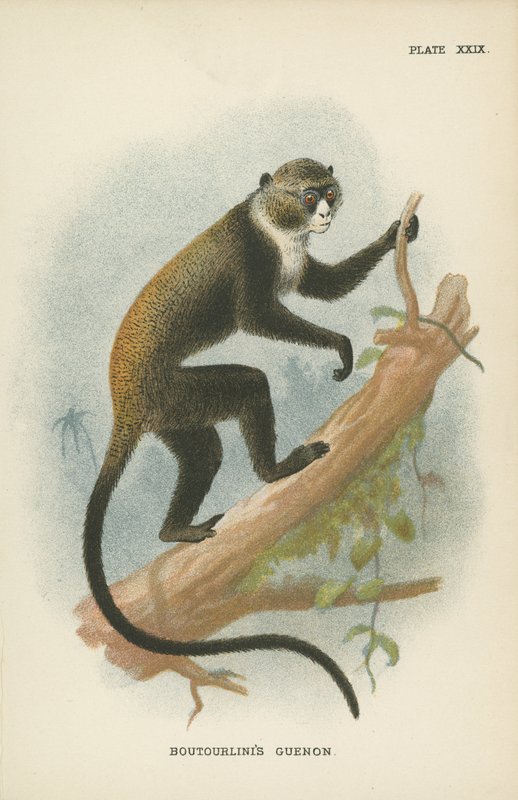 Boutourlinis Guenon بواسطة مدرسة اللغة الإنجليزية