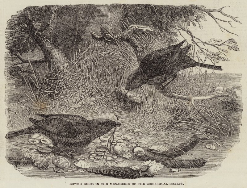 Bower Birds in the Menagerie of the Zoological Society (engraving) بواسطة مدرسة اللغة الإنجليزية