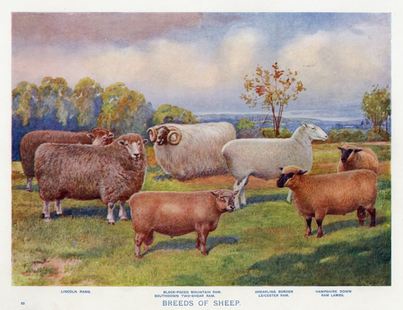 Breeds of Sheep (colour litho) بواسطة مدرسة اللغة الإنجليزية