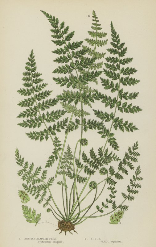 Brittle Bladder Fern (colour litho) بواسطة مدرسة اللغة الإنجليزية