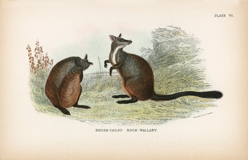 صخرة الذيل - Wallaby بواسطة مدرسة اللغة الإنجليزية