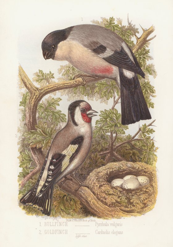 Bullfinch و Pyrrhula Vulgaris و Goldfinch و Carduelis Elegans (لون ليثو) بواسطة مدرسة اللغة الإنجليزية