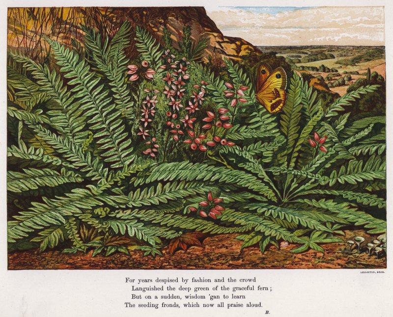 Butterfly and ferns (coloured engraving) بواسطة مدرسة اللغة الإنجليزية