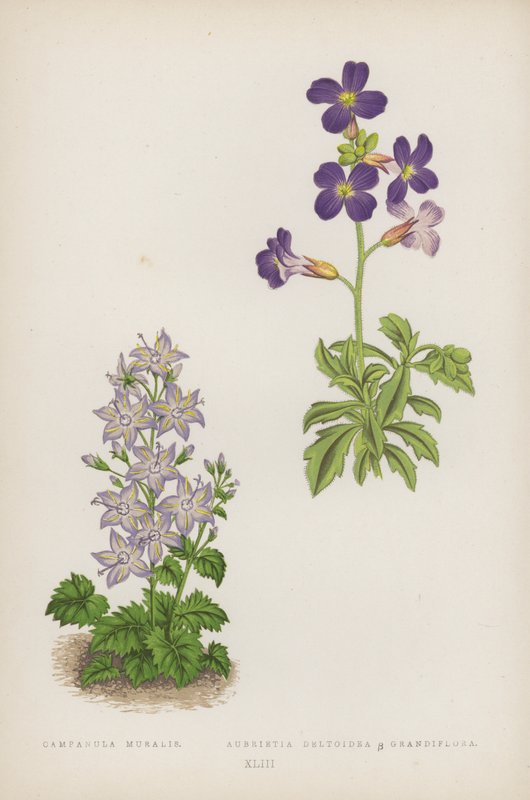 جريس موراليس Aubrietia Deltoidea B Grandiflora (لون ليثو) بواسطة مدرسة اللغة الإنجليزية