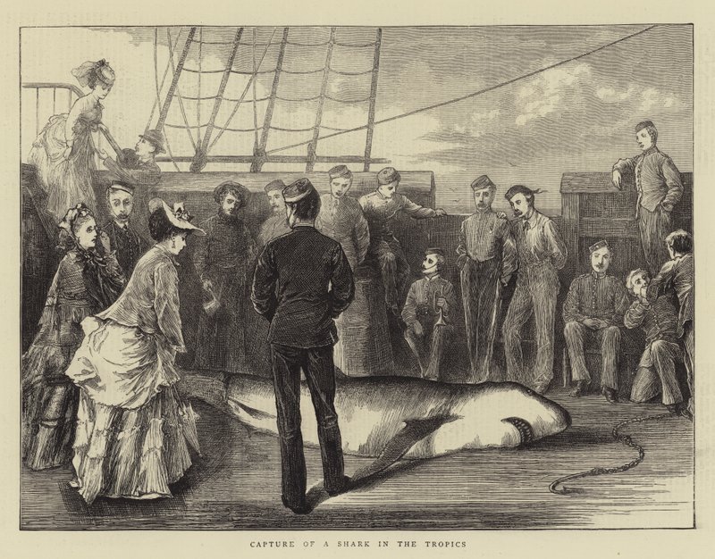 Capture of a Shark in the Tropics (engraving) بواسطة مدرسة اللغة الإنجليزية