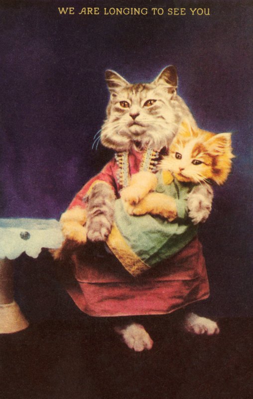 Cat and kitten (colour litho) بواسطة مدرسة اللغة الإنجليزية
