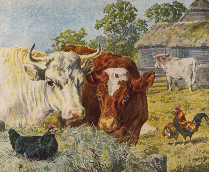 Cattle and chickens (colour litho) بواسطة مدرسة اللغة الإنجليزية