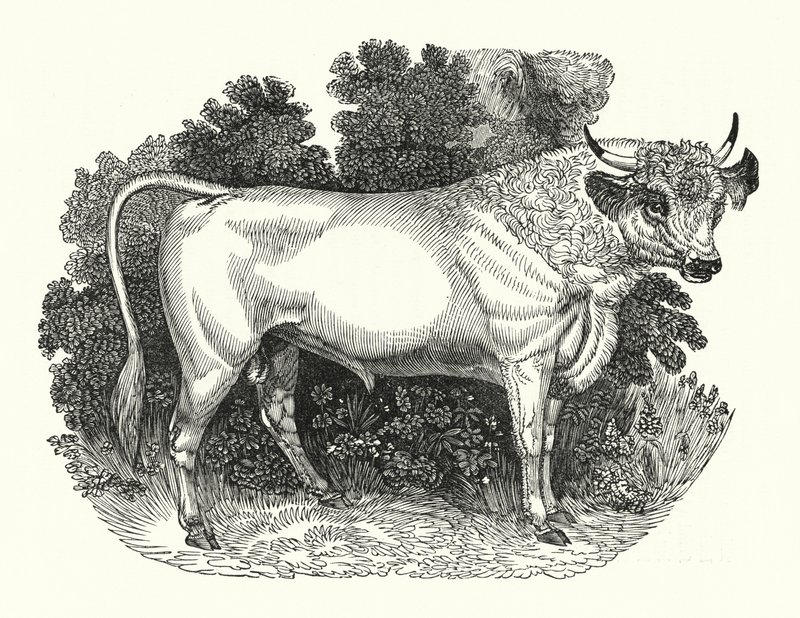 Chillingham Cattle (engraving) بواسطة مدرسة اللغة الإنجليزية