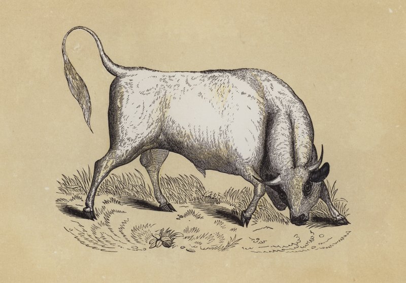 Chillingham Wild Bull (colour litho) بواسطة مدرسة اللغة الإنجليزية