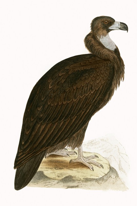 نسر Cinereous ، توضيح من "تاريخ طيور أوروبا غير المرصودة في الجزر البريطانية" بقلم تشارلز روبرت بري (1811-1886) ، نشر عام 1867 (لون ليثو) بواسطة مدرسة اللغة الإنجليزية
