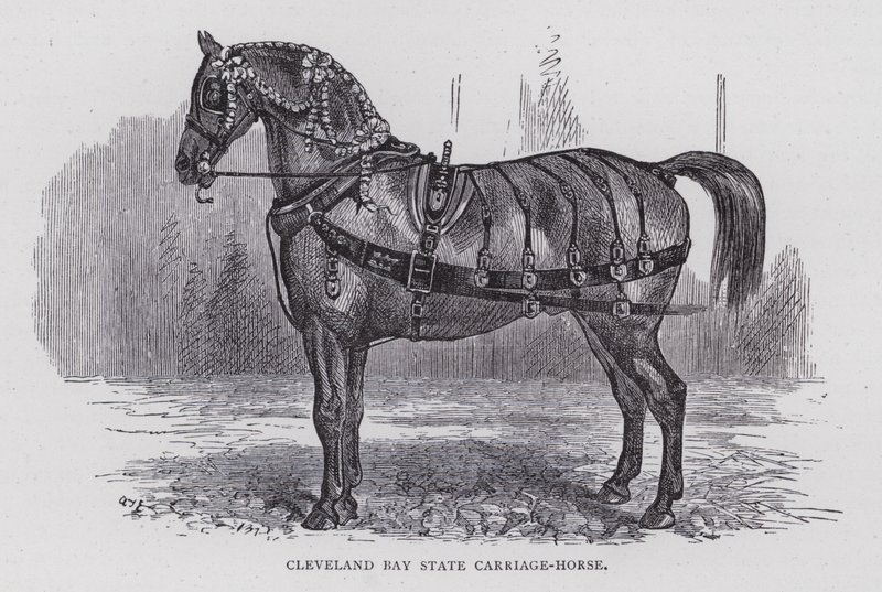 Cleveland Bay State Carriage-Horse (engraving) بواسطة مدرسة اللغة الإنجليزية