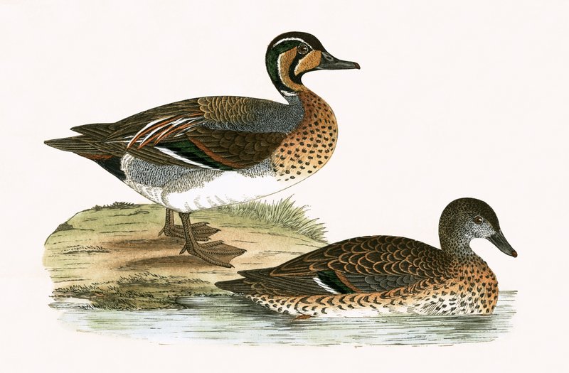 Clucking Teal ، توضيح من "تاريخ طيور أوروبا غير المرصودة في الجزر البريطانية" بقلم تشارلز روبرت بري (1811-1886) ، نشر عام 1867 بواسطة مدرسة اللغة الإنجليزية